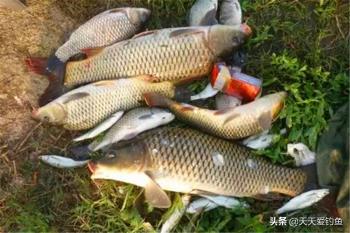 野钓鲤鱼，饵料重味型不重状态，味道对了一切都对  -图1