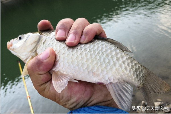 惊蛰过后要钓大板鲫，这些自制饵料制作简单有奇效，专钓大鲫鱼  -图2