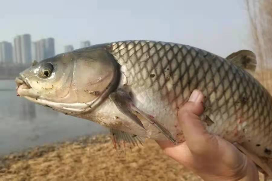 难怪钓草鱼总是空手而归，这3个冷知识都不知道，别说你是钓鱼人  -图3