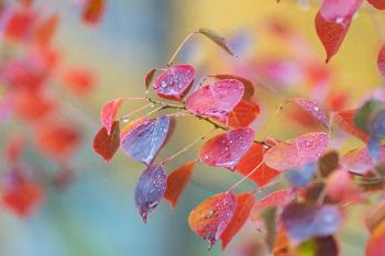 临沂：初冬雨中的乌桕叶  -图1