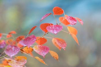 临沂：初冬雨中的乌桕叶  -图3