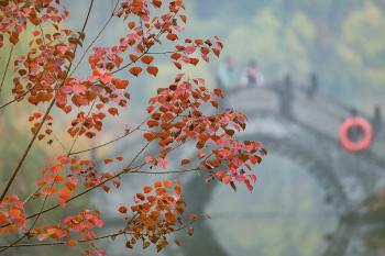 临沂：初冬雨中的乌桕叶  -图6