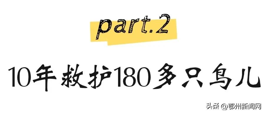 “90后”护鸟人救起180余只鸟儿重返蓝天  -图4