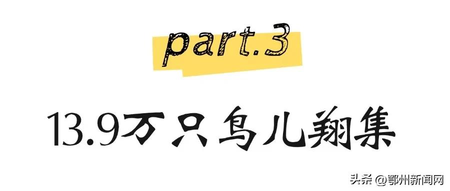 “90后”护鸟人救起180余只鸟儿重返蓝天  -图6